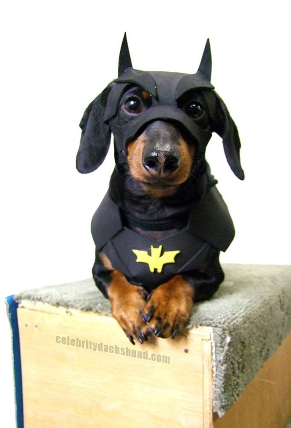 batman dachshund