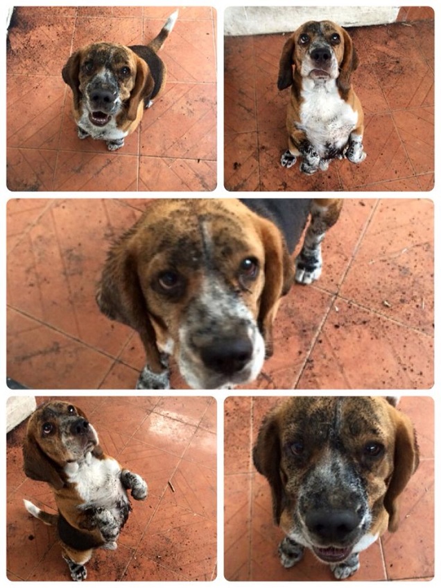 16 Reasons Beagles Are Not The Friendly Dogs Everyone Says They Are 11 beagle mud face