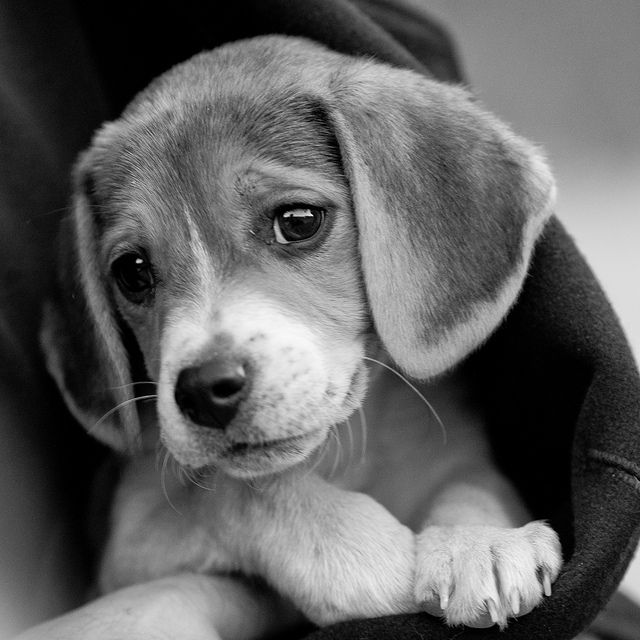 16 Reasons Beagles Are Not The Friendly Dogs Everyone Says They Are 3 beagle puppy eyes