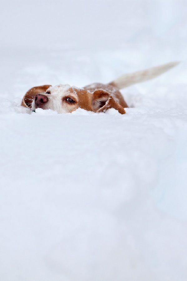 16 Reasons Beagles Are Not The Friendly Dogs Everyone Says They Are 13 beagle snow deep fun