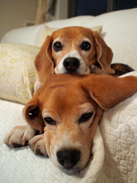 16 Reasons Beagles Are Not The Friendly Dogs Everyone Says They Are 9 beautiful beagles faces