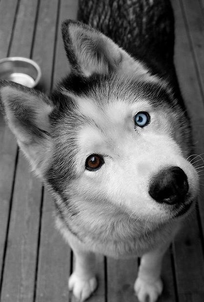 beautiful dog eyes husky