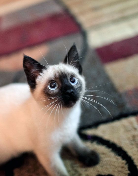 15 Reasons Siamese Cats Are Not The Friendly Cats Everyone Says They Are 4 beautiful eyes siamese cat