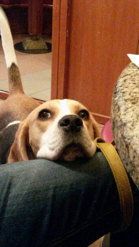 16 Reasons Beagles Are Not The Friendly Dogs Everyone Says They Are 5 begging beagle photo