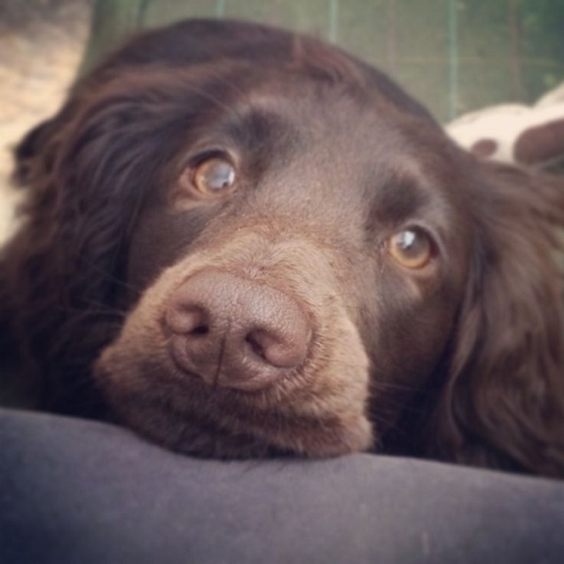 begging cocker spaniel
