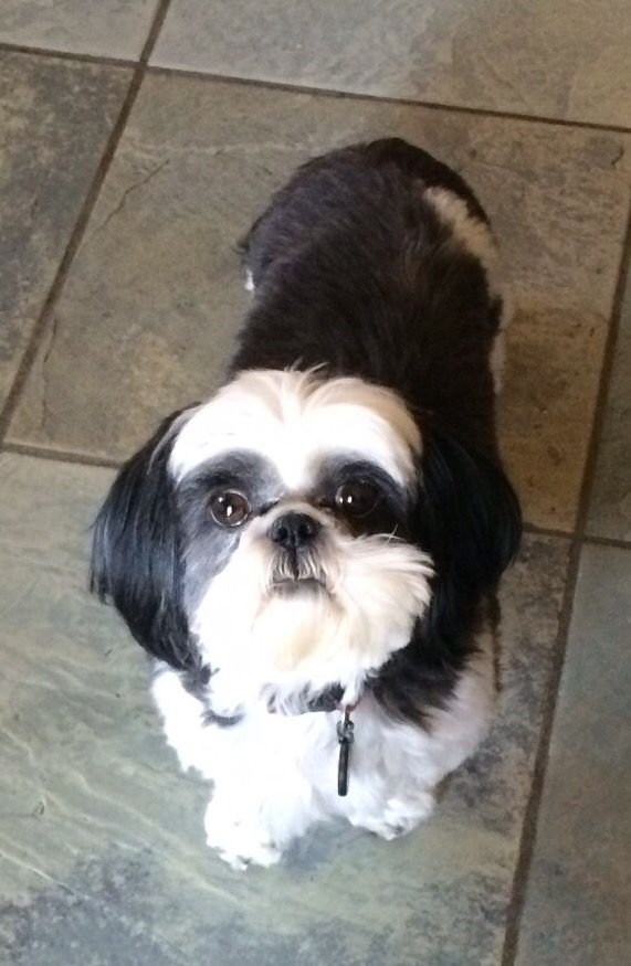 begging face shih tzu