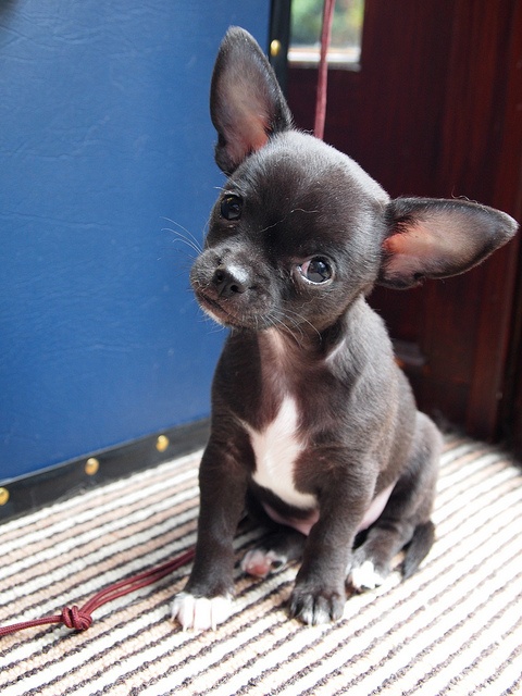 16 Reasons Chihuahuas Are Not The Friendly Dogs Everyone Says They Are 12 black chihuahua watch