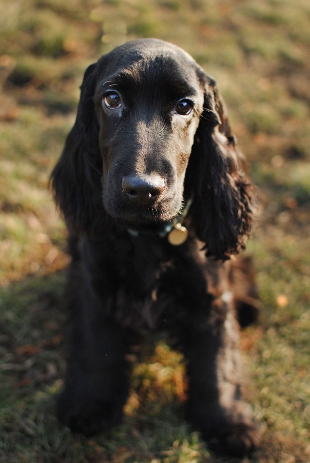 17 Reasons Cocker Spaniels Are Not The Friendly Dogs Everyone Says They Are 9 black cocker spaniel cute eyes