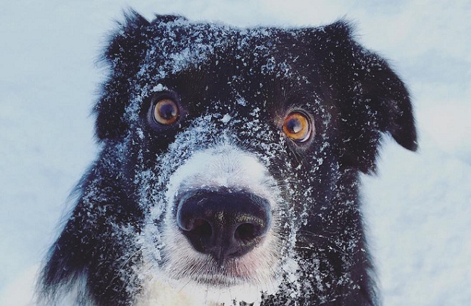 10 Realities That New Border Collie Owners Must Accept 127 10 Realities That New Border Collie Owners Must Accept 15