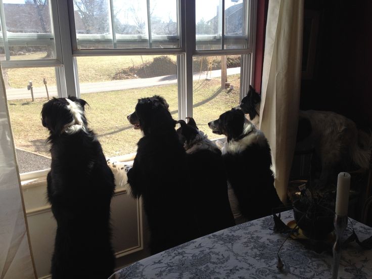 16 Reasons Border Collies Are The Worst Indoor Dog Breeds Of All Time 9 border collies watching
