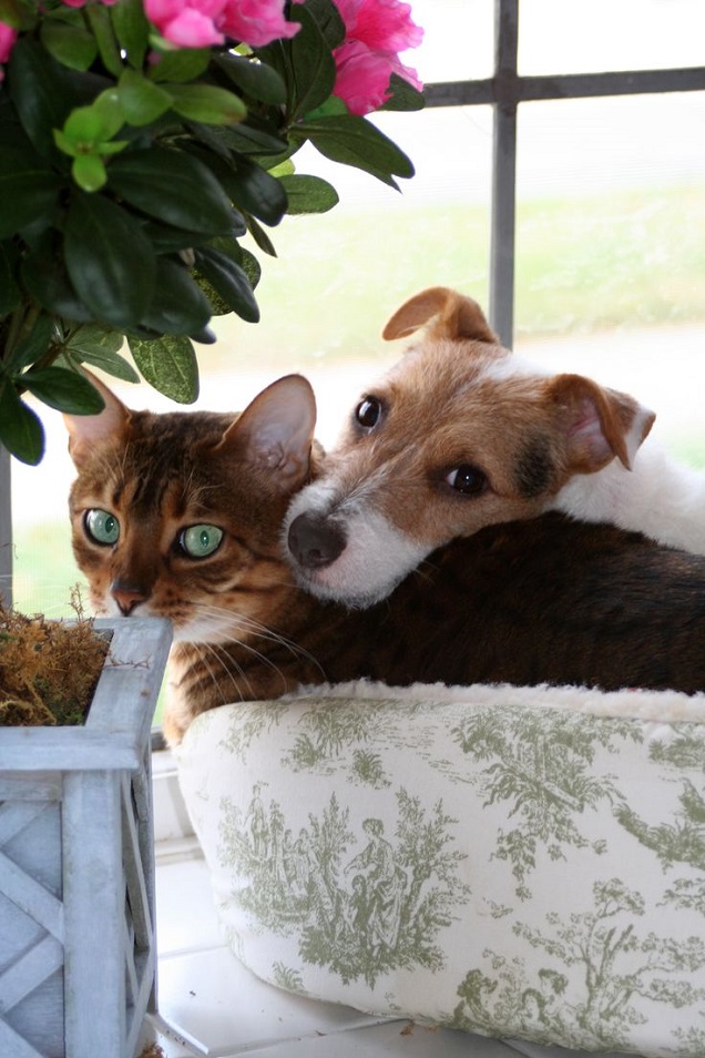 cat jack russell faces