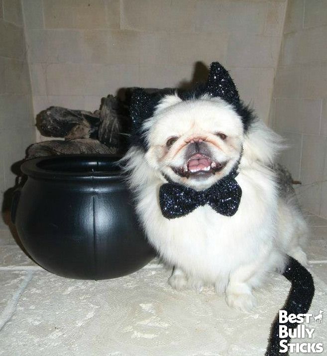 cat pekingese