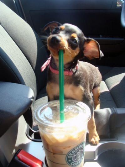 16 Reasons Chihuahuas Are Not The Friendly Dogs Everyone Says They Are 13 chihuahua drink starbucks