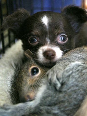 16 Reasons Chihuahuas Are Not The Friendly Dogs Everyone Says They Are 9 chihuahua friend animal