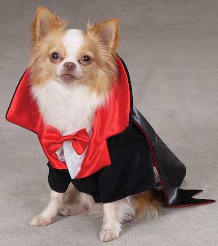 chihuahua halloween clothes