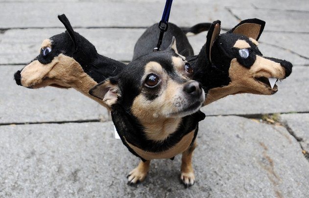 chihuahua halloween costume dragon