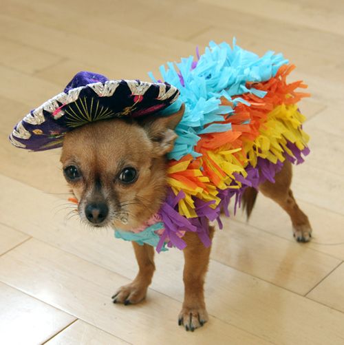 chihuahua halloween dog costume