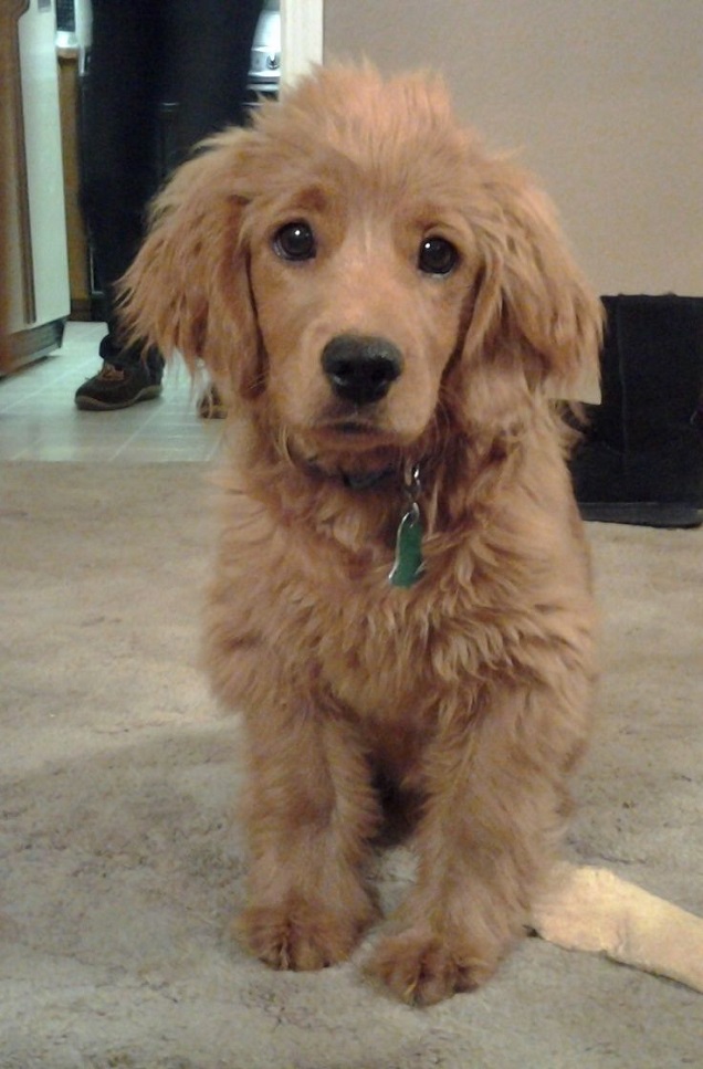 cocker spaniel dog photo happy