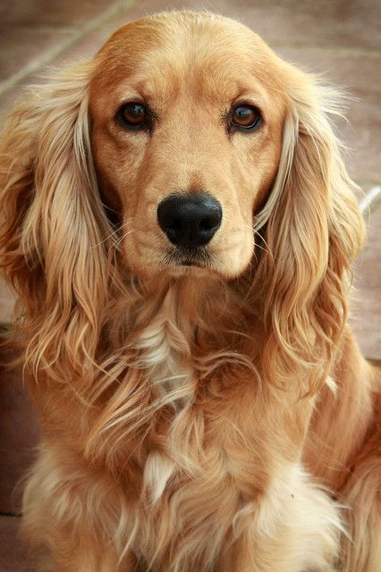 17 Reasons Cocker Spaniels Are Not The Friendly Dogs Everyone Says They Are 7 cocker spaniel eyes face