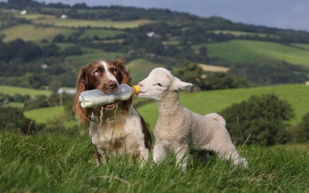 17 Reasons Cocker Spaniels Are Not The Friendly Dogs Everyone Says They Are 15 cocker spaniel feeding sheep