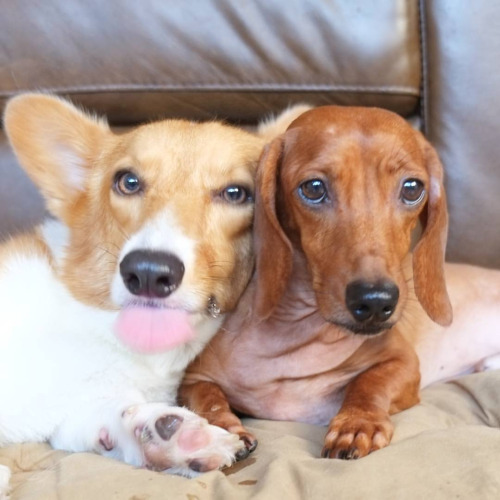 16 Reasons Dachshunds Are Not The Friendly Dogs Everyone