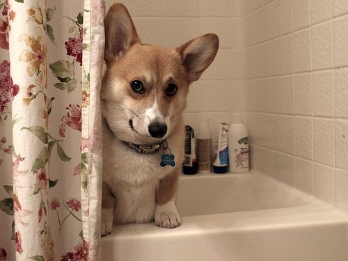 19 Things All Corgi Owners Must Never Forget 13 corgi face amazing think