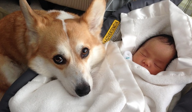 19 Things All Corgi Owners Must Never Forget 9