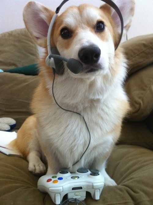19 Things All Corgi Owners Must Never Forget 15 corgi listen to music