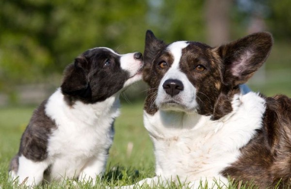 19 Things All Corgi Owners Must Never Forget 12 corgi mother puppy