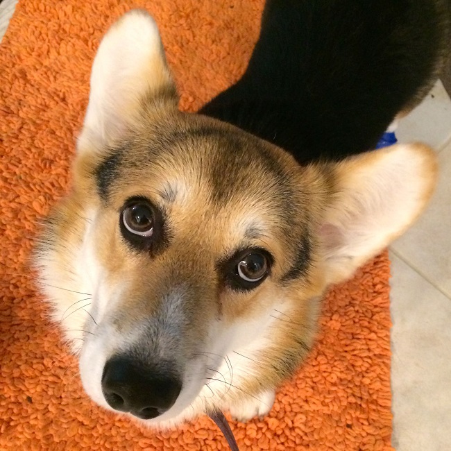 16 Reasons Corgis Are Not The Friendly Dogs Everyone Says They Are 5 corgi photo eyes sad
