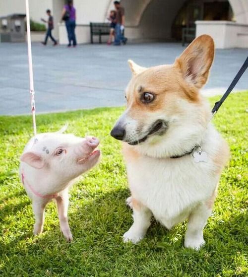 19 Things All Corgi Owners Must Never Forget 10 corgi pig funny friends