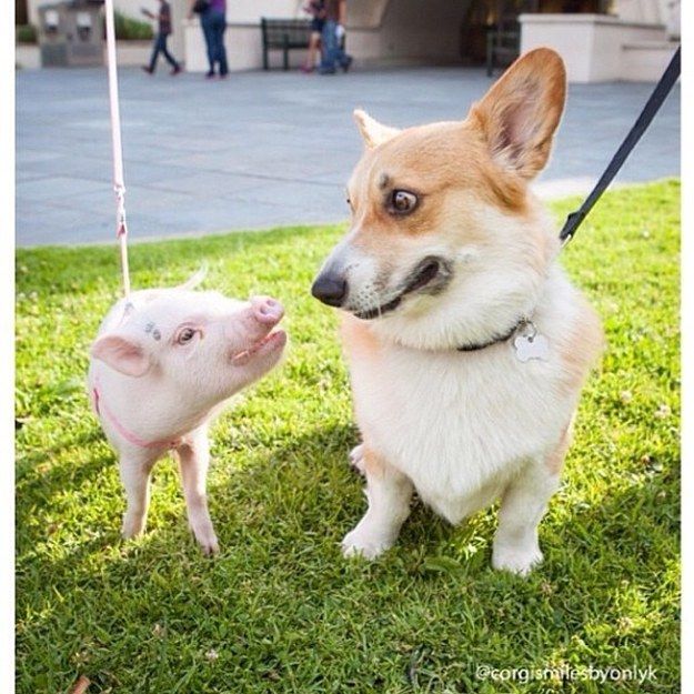 16 Reasons Corgis Are Not The Friendly Dogs Everyone Says They Are 10 corgi pig photo friends