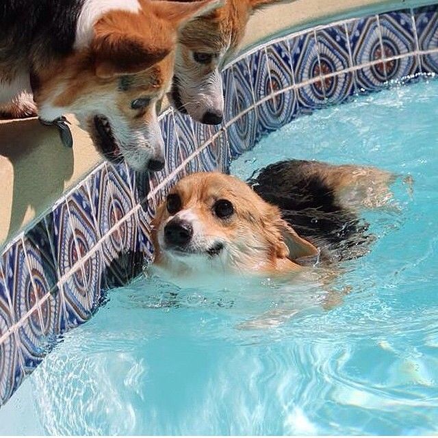 16 Reasons Corgis Are Not The Friendly Dogs Everyone Says They Are 1 corgis water swim
