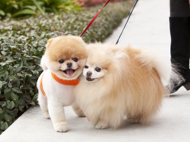 couple of pomeranian dogs