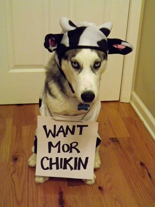 cow costume husky