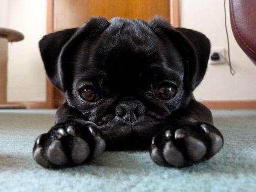 cute black pug feet