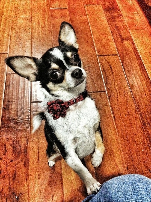16 Reasons Chihuahuas Are Not The Friendly Dogs Everyone Says They Are 3 cute chihuahua beg