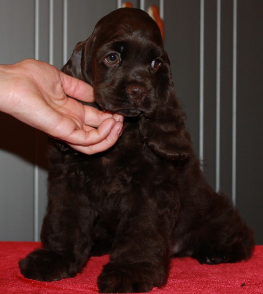 16 Reasons Cocker Spaniels Are The Worst Indoor Dog Breeds Of All Time 2 cute cocker spaniel black