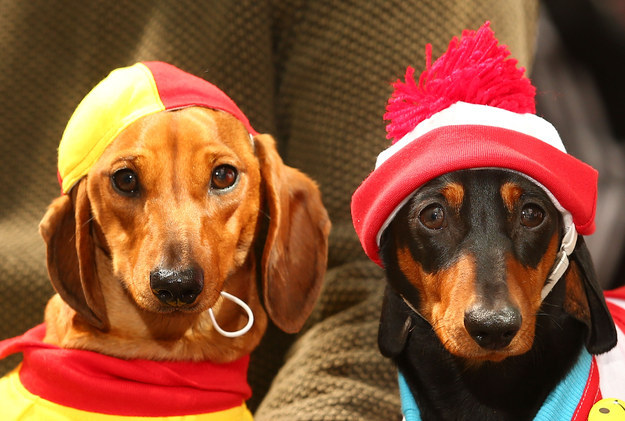 cute dachshunds costumes