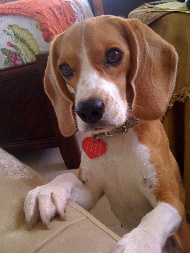 16 Reasons Beagles Are Not The Friendly Dogs Everyone Says They Are 6 cute eyes beagle