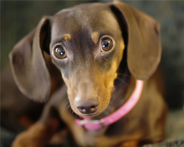 cute eyes dachshund face