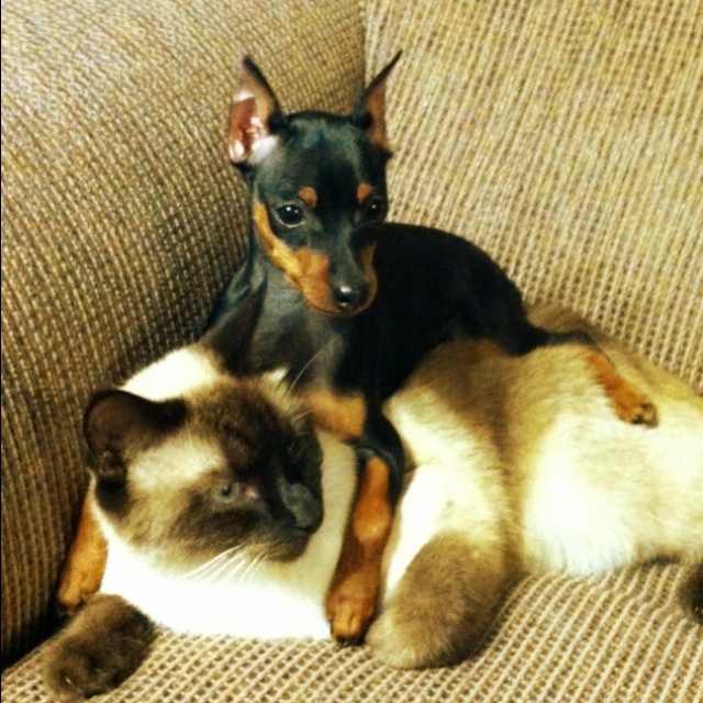 15 Reasons Siamese Cats Are Not The Friendly Cats Everyone Says They Are 9 cute friendship siamese kitty dog