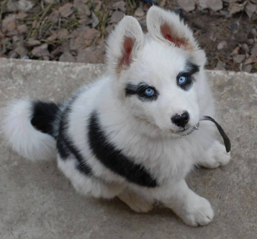 cute husky dog