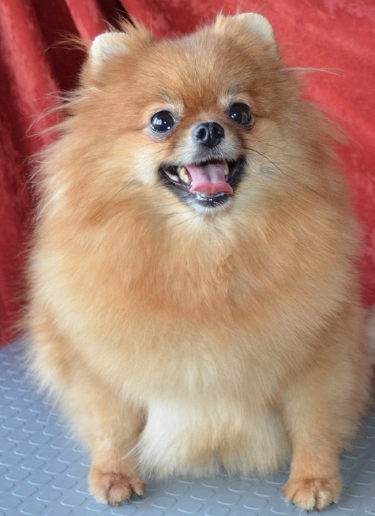 cute pomeranian photo dog happy