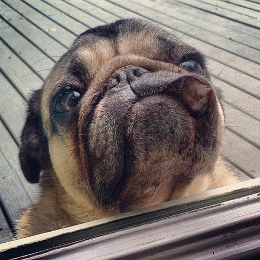 cute pug face