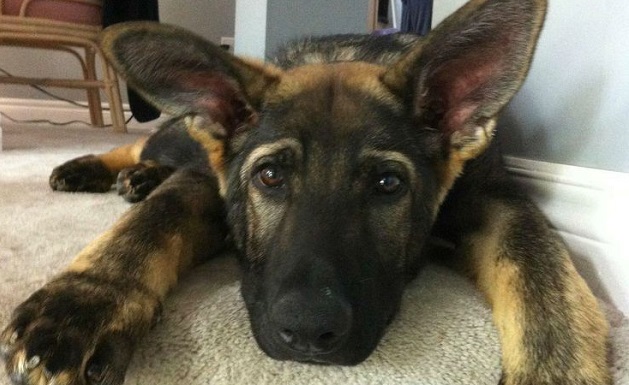 Only German Shepherds! - These 12 Things Will Shock You 4