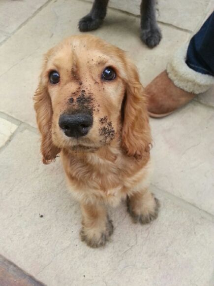 cute puppy mud cocker spaniel