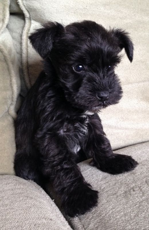 14 Reasons Schnauzers Are The Worst Indoor Dog Breeds Of All Time 4 cute schnauzer puppy
