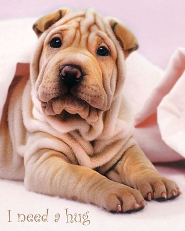 16 Reasons Shar Peis Are Not The Friendly Dogs Everyone Says They Are 3 cute shar pei