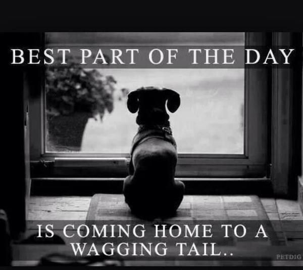dachshund waiting by the door
